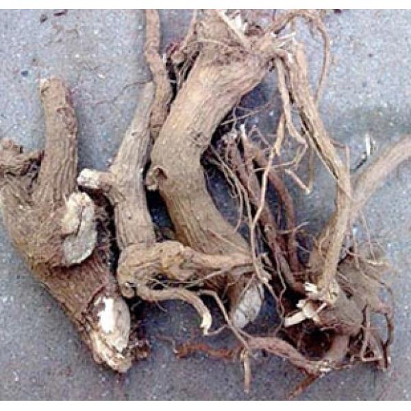 走马胎大叶大紫背金牛