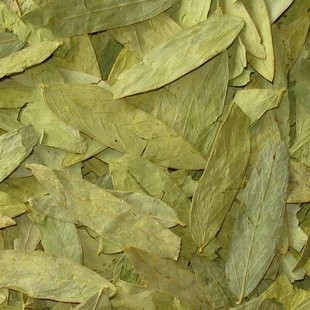 纯野生特级番泻叶茶