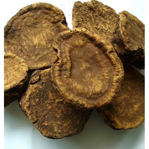 大黄君木札唐古特大黄