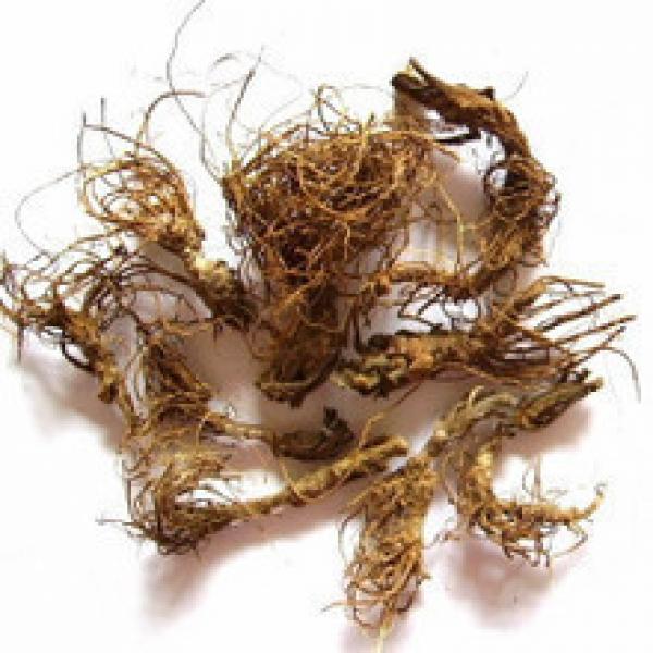 野生地胆头苦胆草鞋根