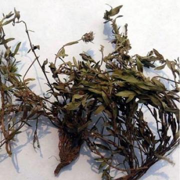 正宗小草细须草青龙草