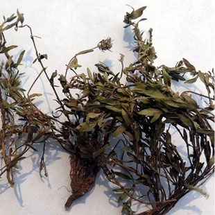 正宗小草细须草青龙草