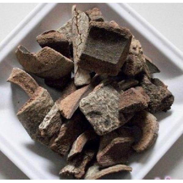 救必应白皮冬青求必应