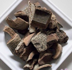 救必应白皮冬青求必应