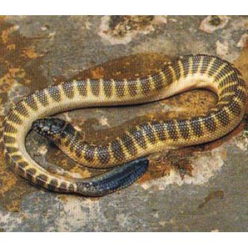 海蛇干精选酒料优质海蛇