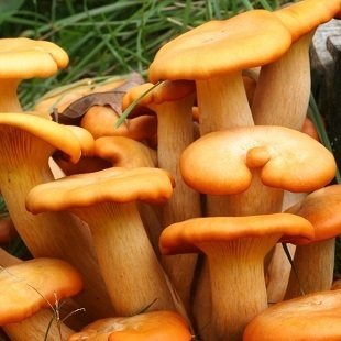 稻草菇秆菇野生鸡油菌