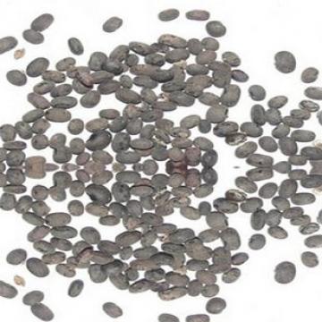 马料豆小黑豆马料豆黑豆