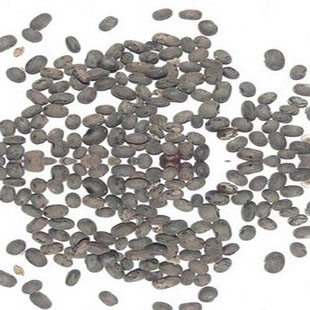 马料豆小黑豆马料豆黑豆