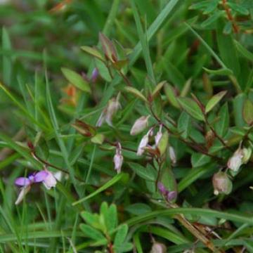 瓜子金全草 黄瓜仁草