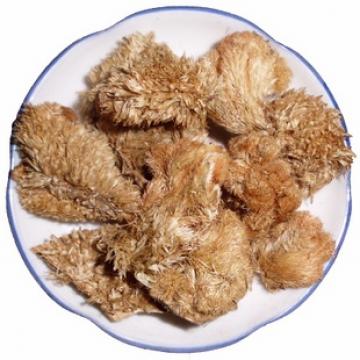 鸡冠花正宗白鸡冠花