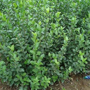 换骨筋小藤仲爬行卫矛