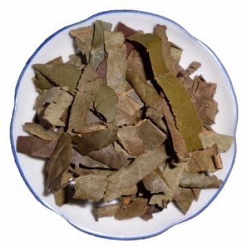 纯野生优质枇杷叶干叶