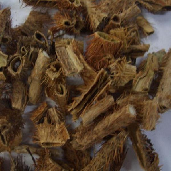 精选正宗红毛刺五加皮