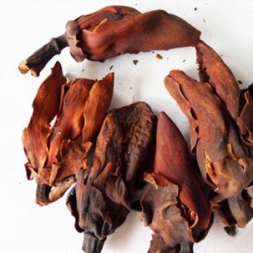 厚朴花蕾川朴厚朴花蕾