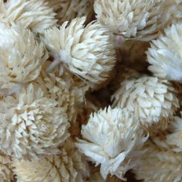 精选优质千日白花草茶