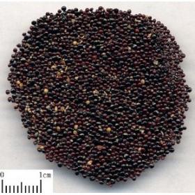 青箱子正宗牛尾花子