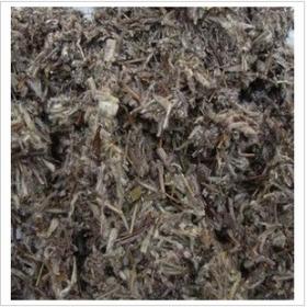 火绒草老头草薄雪草干