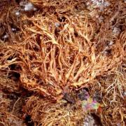 树皮菜云南大理树花菜