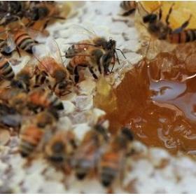 蜂花粉蜂蜜蜂王浆蜂胶