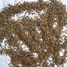 正宗优质野生益母草子