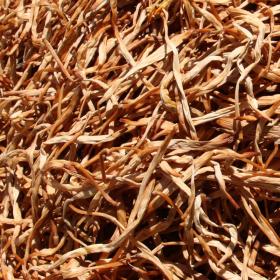 黄花菜精选湖北黄花菜