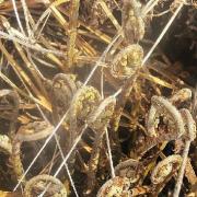 东北野生山野菜猴子腿