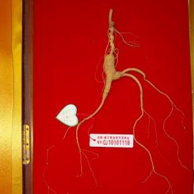 正宗林下参礼盒山参礼盒