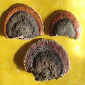 红缘树舌灵芝野生灵赤芝