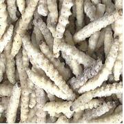 云南野生竹虫速冻鲜活竹虫