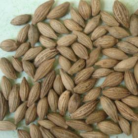 精选金桂花藏桂花种子