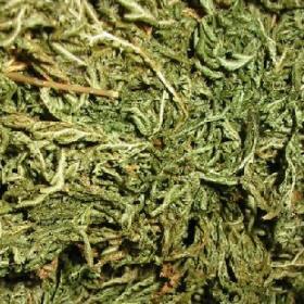 石上柏深绿卷柏龙鳞草