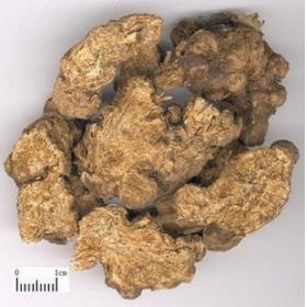 内蒙苍术正宗赤术生苍术