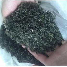 日照绿茶春茶露天茶叶