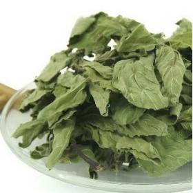 薄荷精选优质野生薄荷叶