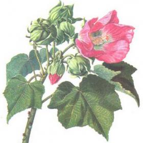 芙蓉胡李花木棉芙蓉叶