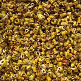 霍山石斛干正宗铁皮石斛