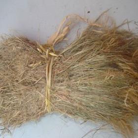 猫尾笔尾金丝茅金丝草