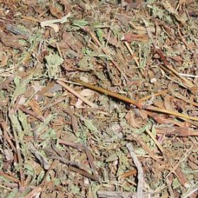 正宗蓼科蓼辣全草蓼草