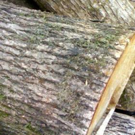 香樟木精选红心香樟树