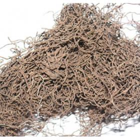 红毛漆搜山猫红毛细辛