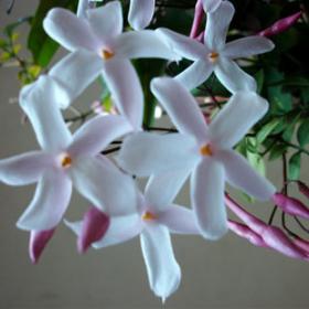 素馨花正宗野生鸡爪花