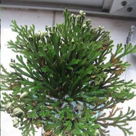 铁角蕨科过山蕨过桥草