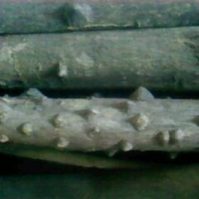 凌霄藤植物紫葳的茎叶