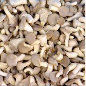 青川姬菇正宗野生姬菇干