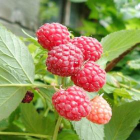 树莓干三月泡山莓果干