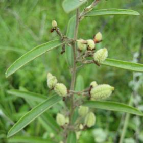 山芝麻 岗脂麻 山油麻