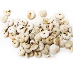 优质精选正宗葡萄蜗牛