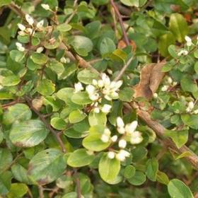 铁包金 老鼠耳 乌龙根