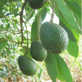 正宗樟梨香樟子樟树梨