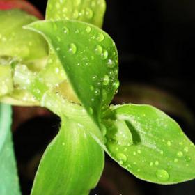 竹叶竹节菜三角鸭仔草